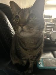 Reunited Female Cat last seen Conroy Rd and Turkey Lake Rd, Orlando, FL 32835