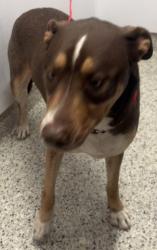 Shelter Stray Female Dog last seen Near BLOCK FLORIDA DETROIT MI 48210, 1431 E Ferry St, Detroit, MI 48211, USA