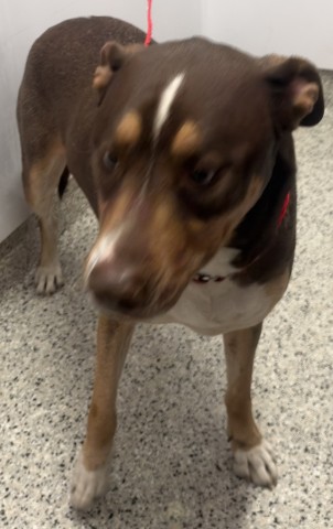 Shelter Stray Female Dog last seen Near BLOCK FLORIDA DETROIT MI 48210, 1431 E Ferry St, Detroit, MI 48211, USA
