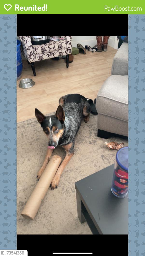 Reunited Male Dog last seen Santa Barbara Ave, Fort Worth, TX 76114