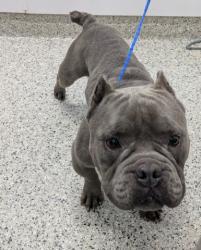 Shelter Stray Male Dog last seen Near BLOCK PLYMOUTH RD, DETROIT MI 48228, 1431 E Ferry St, Detroit, MI 48211, USA