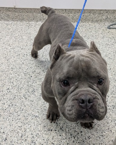 Shelter Stray Male Dog last seen Near BLOCK PLYMOUTH RD, DETROIT MI 48228, 1431 E Ferry St, Detroit, MI 48211, USA