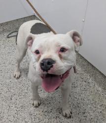 Shelter Stray Female Dog last seen Near BLOCK PLYMOUTH RD, DETROIT MI 48228, 1431 E Ferry St, Detroit, MI 48211, USA