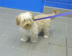 Shelter Stray Female Dog last seen SAN PEDRO, 8920 Lomas Blvd NE, Albuquerque, NM 87112, USA