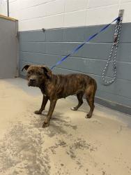 Shelter Stray Female Dog last seen Near BLOCK SHERMAN RD, TALLAHASSEE FL 32310, 1125 Easterwood Dr, Tallahassee, FL 32311, USA