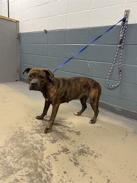 Shelter Stray Female Dog last seen Near BLOCK SHERMAN RD, TALLAHASSEE FL 32310, 1125 Easterwood Dr, Tallahassee, FL 32311, USA