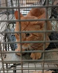 Shelter Stray Male Cat last seen Near BLOCK LEXI LN, 4950 SW Triana Blvd, Huntsville, AL 35805, USA