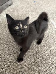 Shelter Stray Female Cat last seen Near BLOCK THURMAN RD, 4950 SW Triana Blvd, Huntsville, AL 35805, USA