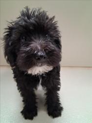 Shelter Stray Unknown Dog last seen Near BLOCK S PATTIE AVE, WICHITA KS 67211, 3303 N Hillside St, Wichita, KS 67219, USA