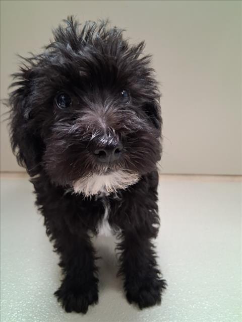 Shelter Stray Unknown Dog last seen Near BLOCK S PATTIE AVE, WICHITA KS 67211, 3303 N Hillside St, Wichita, KS 67219, USA