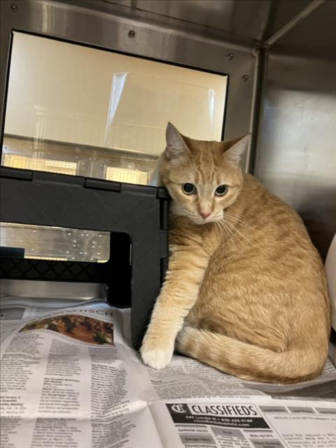 Shelter Stray Unknown Cat last seen Near BLOCK W STERLING ST, WICHITA KS 67205, 3303 N Hillside St, Wichita, KS 67219, USA
