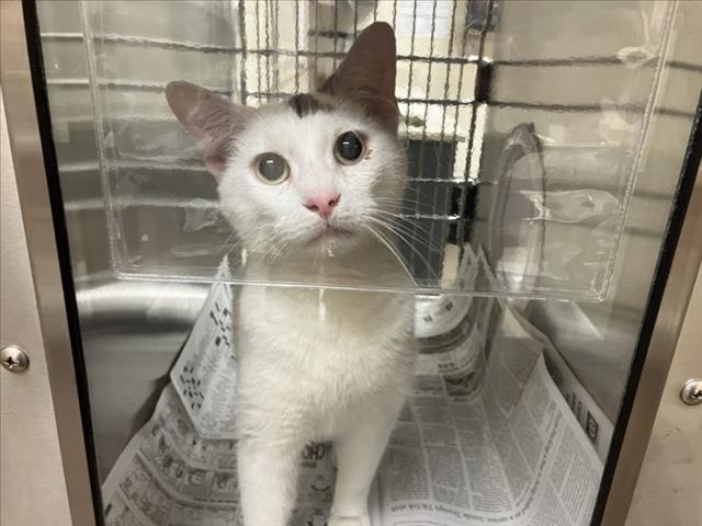 Shelter Stray Male Cat last seen Near BLOCK N MARTINSON AVE, WICHITA KS 67203, 3303 N Hillside St, Wichita, KS 67219, USA