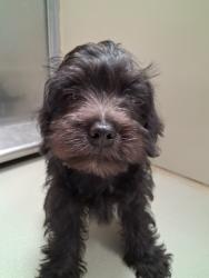 Shelter Stray Unknown Dog last seen Near BLOCK S PATTIE AVE, WICHITA KS 67211, 3303 N Hillside St, Wichita, KS 67219, USA