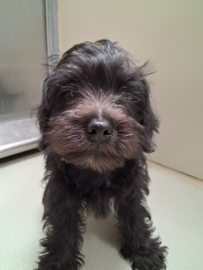 Shelter Stray Unknown Dog last seen Near BLOCK S PATTIE AVE, WICHITA KS 67211, 3303 N Hillside St, Wichita, KS 67219, USA
