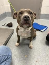 Shelter Stray Female Dog last seen Near, 5001 E Raymond St, Indianapolis, IN 46203, USA