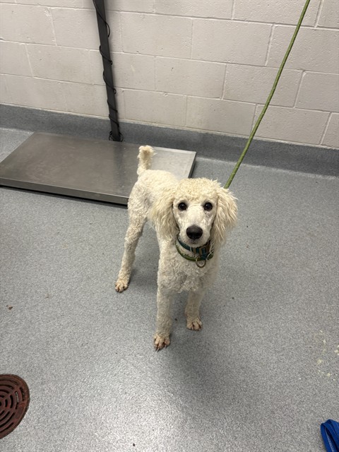 Shelter Stray Female Dog last seen Near, 5001 E Raymond St, Indianapolis, IN 46203, USA