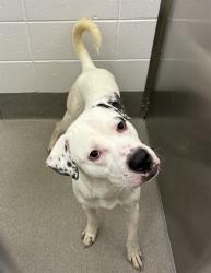 Shelter Stray Male Dog last seen 48TH ST AND RAY RD, 1920 S Lewis, Mesa, AZ 85210, USA