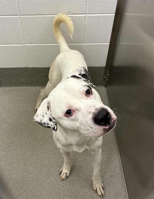 Shelter Stray Male Dog last seen 48TH ST AND RAY RD, 1920 S Lewis, Mesa, AZ 85210, USA
