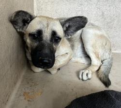 Shelter Stray Female Dog last seen MESA DR AND BROADWAY RD, 1920 S Lewis, Mesa, AZ 85210, USA