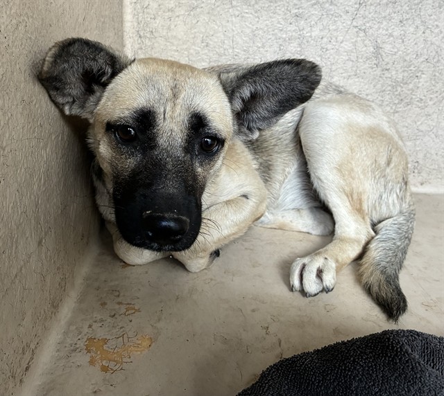 Shelter Stray Female Dog last seen MESA DR AND BROADWAY RD, 1920 S Lewis, Mesa, AZ 85210, USA