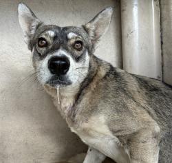 Shelter Stray Male Dog last seen MESA DR AND BROADWAY RD, 1920 S Lewis, Mesa, AZ 85210, USA
