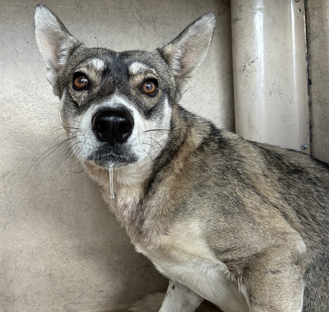 Shelter Stray Male Dog last seen MESA DR AND BROADWAY RD, 1920 S Lewis, Mesa, AZ 85210, USA