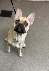 Shelter Stray Male Dog last seen RV CENTER DR & E WASHINGTON ST, COLTON, CA, 92324, USA, 333 Chandler Pl, San Bernardino, CA 92408, USA