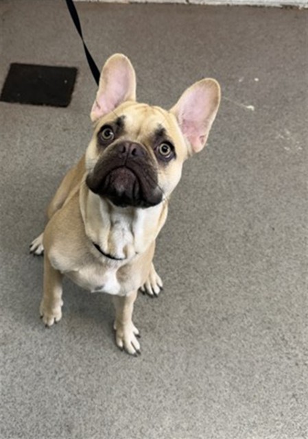 Shelter Stray Male Dog last seen RV CENTER DR & E WASHINGTON ST, COLTON, CA, 92324, USA, 333 Chandler Pl, San Bernardino, CA 92408, USA