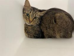 Shelter Stray Unknown Cat last seen Near BLOCK N 23RD ST, 3839 W Burnham St, West Milwaukee, WI 53215, USA