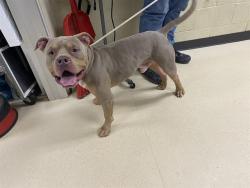 Shelter Stray Male Dog last seen TEUTONIA/HAMPTON, 3839 W Burnham St, West Milwaukee, WI 53215, USA