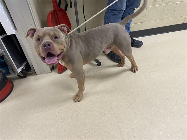 Shelter Stray Male Dog last seen TEUTONIA/HAMPTON, 3839 W Burnham St, West Milwaukee, WI 53215, USA