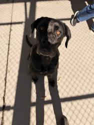 Shelter Stray Male Dog last seen Near BLOCK GARDNER FIELD RD, TAFT CA 93268, 3951 Fruitvale Ave, Bakersfield, CA 93308, USA