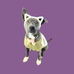 Shelter Stray Female Dog last seen Near BLOCK RAWHIDE RD, BAKERSFIELD CA 93313, 3951 Fruitvale Ave, Bakersfield, CA 93308, USA