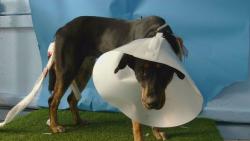 Shelter Stray Female Dog last seen , 216 W Victoria St, Gardena, CA 90248, USA