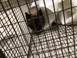 Shelter Stray Unknown Cat last seen Near BLOCK E 72ND PL 80022, 12155 Park Blvd, Brighton, CO 80601, USA