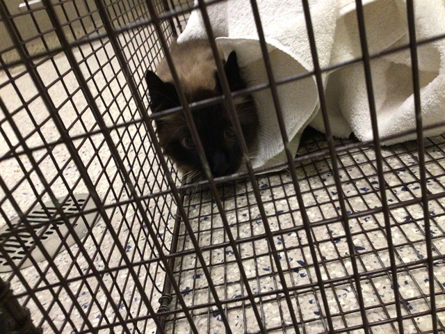 Shelter Stray Unknown Cat last seen Near BLOCK E 72ND PL 80022, 12155 Park Blvd, Brighton, CO 80601, USA