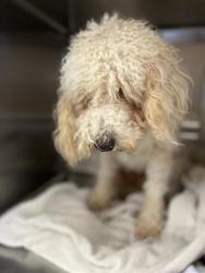 Shelter Stray Male Dog last seen Near BLOCK SANTA CORA AVE, 130 Beyer Way, Chula Vista, CA 91911, USA