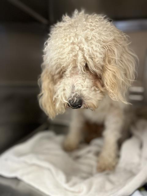 Shelter Stray Male Dog last seen Near BLOCK SANTA CORA AVE, 130 Beyer Way, Chula Vista, CA 91911, USA
