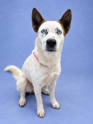 Shelter Stray Male Dog last seen , 1601 Airport Rd, Shelby, NC 28150, USA