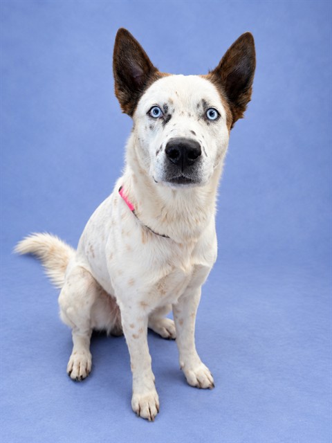 Shelter Stray Male Dog last seen , 1601 Airport Rd, Shelby, NC 28150, USA