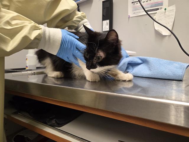 Shelter Stray Female Cat last seen Near BLOCK NOBLE FIR CIR, ENUMCLAW WA 98022, 21615 64th Ave S, Kent, WA 98032, USA