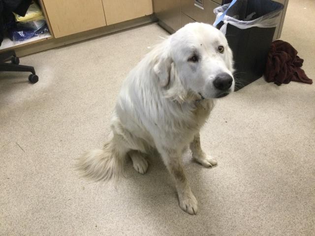 Shelter Stray Male Dog last seen JURUPA RD/ VAN BUREN BLVD, RIVERSIDE CA, 6851 Van Buren Boulevard, Jurupa Valley, CA 92509, USA