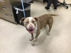 Shelter Stray Female Dog last seen Near BLOCK WARREN RD, RIVERSIDE, CA, 6851 Van Buren Boulevard, Jurupa Valley, CA 92509, USA