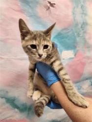 Shelter Stray Female Cat last seen IRON ROCK WY / HAMPTON OAK DR, 9150 Union Park Way, Elk Grove, CA 95624, USA