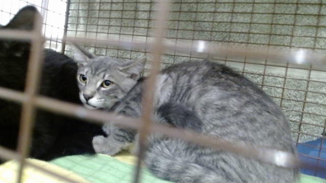 Shelter Stray Female Cat last seen , 1419 Bryant St, San Francisco, CA 94103, USA