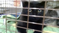 Shelter Stray Female Cat last seen , 1419 Bryant St, San Francisco, CA 94103, USA