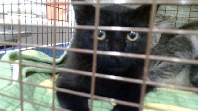 Shelter Stray Female Cat last seen , 1419 Bryant St, San Francisco, CA 94103, USA