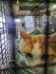 Shelter Stray Male Cat last seen , 1850 W 60th St, Los Angeles, CA 90047, USA