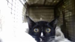 Shelter Stray Male Cat last seen , 1419 Bryant St, San Francisco, CA 94103, USA