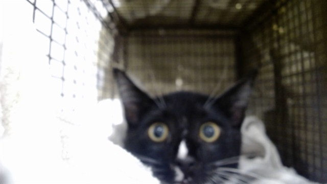Shelter Stray Male Cat last seen , 1419 Bryant St, San Francisco, CA 94103, USA